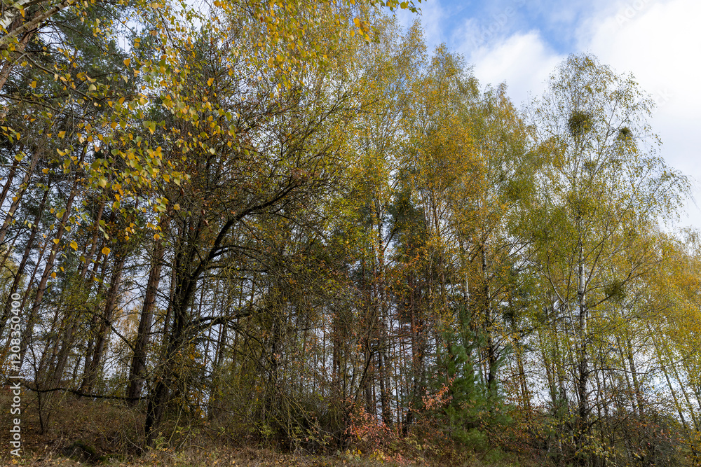 the orange foliage of birch trees in cloudy weather the orange foliage of birch trees in cloudy weather