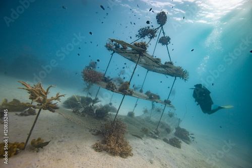 Fototapeta Naklejka Na Ścianę i Meble -  Coral Nursery - Marine conservation project planting corals	 - Marine restoration growing coral 
