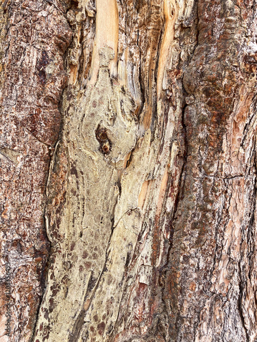 Beautiful Bark