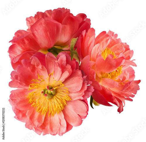 Beautiful coral Suffruticosa Tree Peony falling in the air isolated on white background. High resolution, zero gravity or levitation concept. photo