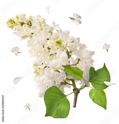 Fresh lilac blossom, Beautiful white lilac flowers falling in the air isolated on white background. Zero gravity or levitation spring flowers conception, high resolution image