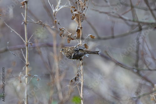 Wall Mural Lesser Redpoll (Acanthis cabaret) - Common in Woodland and Grassland, Baldoyle R