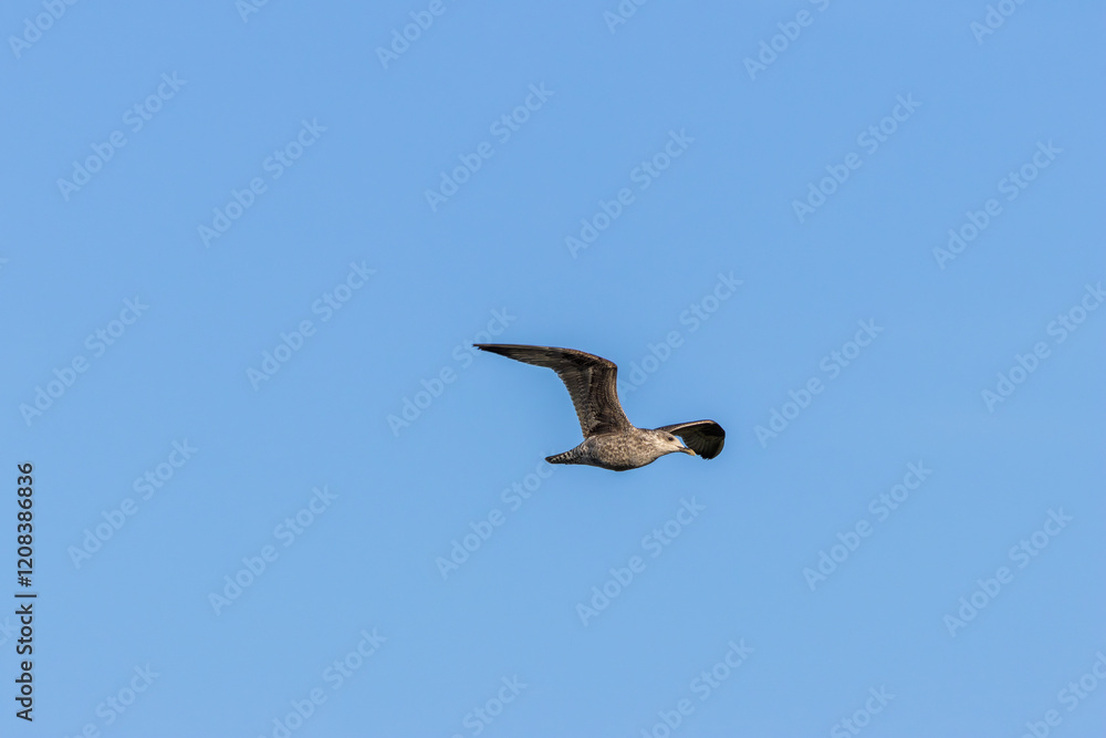 Lesser Black-Backed Gull (Larus fuscus) - Coastal Bird Commonly Found on Bull Island, Dublin Lesser Black-Backed Gull (Larus fuscus) - Coastal Bird Commonly Found on Bull Island, Dublin