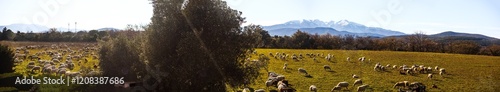 Panorama d'un troupeau de brebis paissant au pied du Canigou en hiver photo