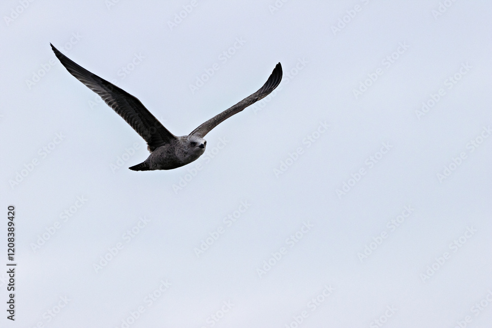 Fototapeta premium Herring Gull (Larus argentatus) - Coastal Seabird Common on Bull Island, Dublin, and Irish Shores