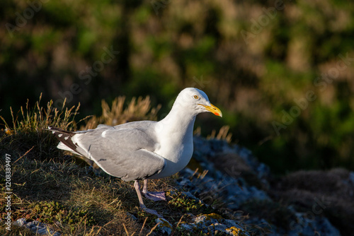 Herring Gull (Larus argentatus) - Coastal Seabird Common on Bull Island, Dublin, and Irish Shores photo