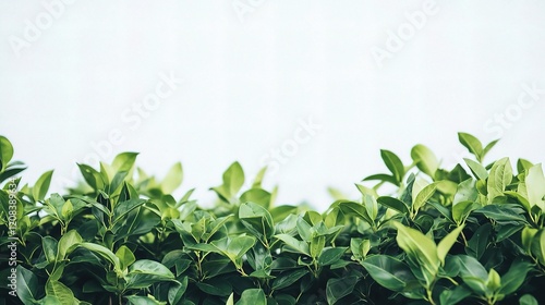 Wallpaper Mural Lush Green Bush Foliage Isolated on White Background for Nature Use Torontodigital.ca