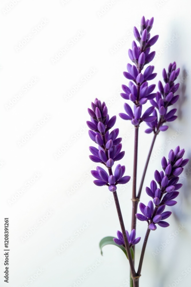 Obraz premium Delicate purple lavender blooms against pure white backdrop, plant, white background