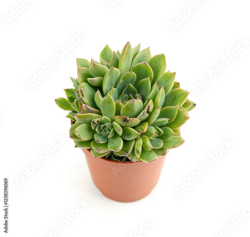 Graptopetalum, leatherpetal succulent isolated, pentandrum superbum office table plant photo