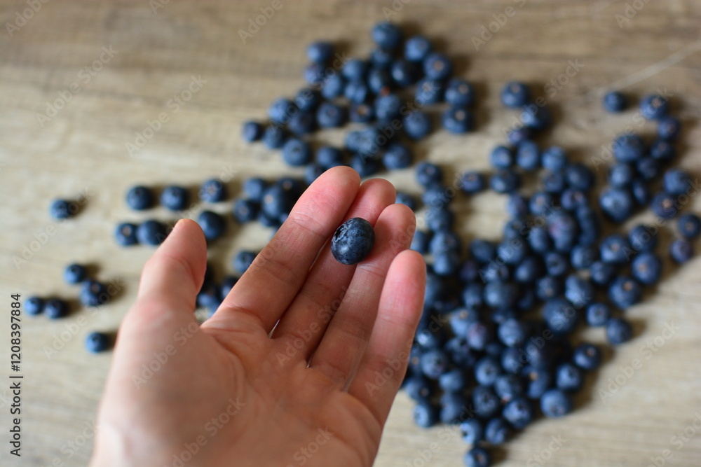 Fresh bilberry in hand close up view, bilberries in background blurred Fresh bilberry in hand close up view, bilberries in background blurred