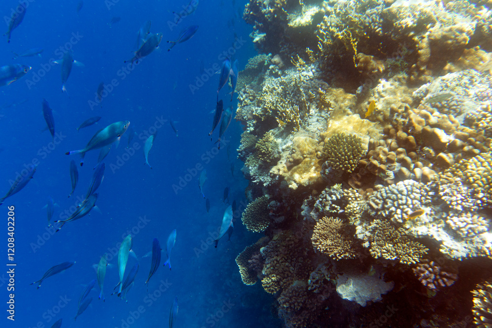 Fototapeta premium View of coral reef