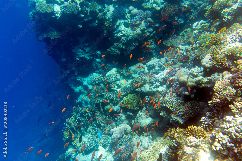 Naklejka premium View of coral reef