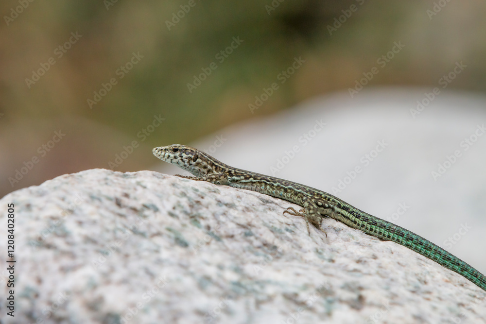 Fototapeta premium Tyrrhenian wall lizard (Podarcis tiliguerta) is a species of lizard in the family Lacertidae. The species is endemic to the islands Sardinia and Corsica