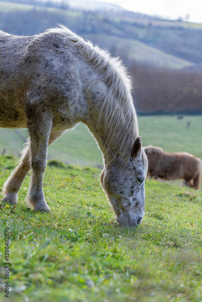 Portrait of a horse in a field in a sunny winter day. Grey horse in countryside. Head portrait of a horse grazing in a meadow. Portrait of a horse in a field in a sunny winter day. Grey horse in countryside. Head portrait of a horse grazing in a meadow.
