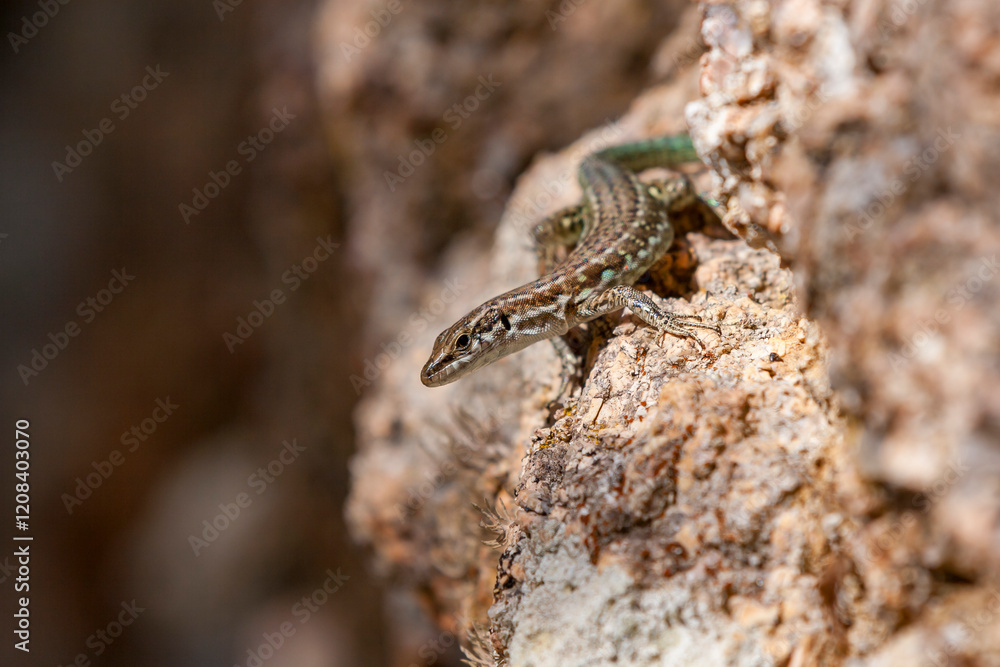 Tyrrhenian wall lizard (Podarcis tiliguerta) is a species of lizard in the family Lacertidae. The species is endemic to the islands Sardinia and Corsica Tyrrhenian wall lizard (Podarcis tiliguerta) is a species of lizard in the family Lacertidae. The species is endemic to the islands Sardinia and Corsica