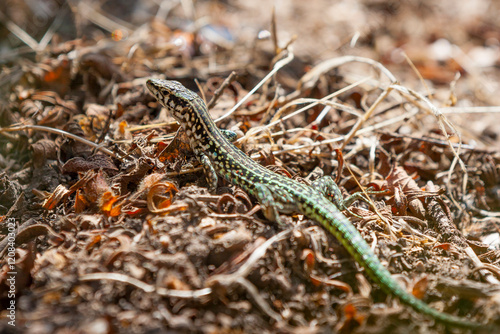Tyrrhenian wall lizard (Podarcis tiliguerta) is a species of lizard in the family Lacertidae. The species is endemic to the islands Sardinia and Corsica