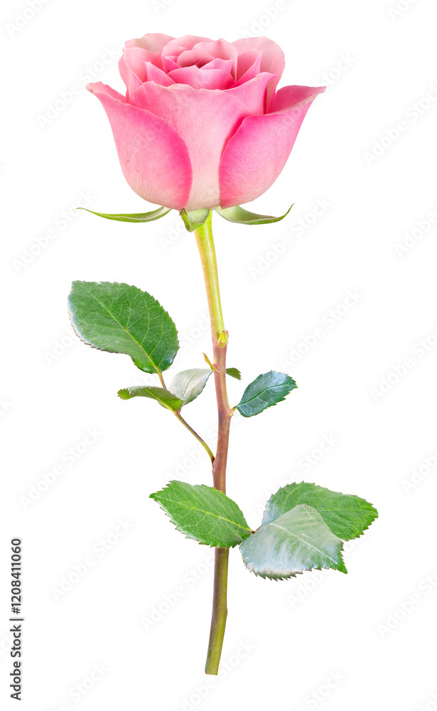 Obraz premium beautiful pink rose flower isolated for valentine's day or celebrating love anniversaries and floral arrangements