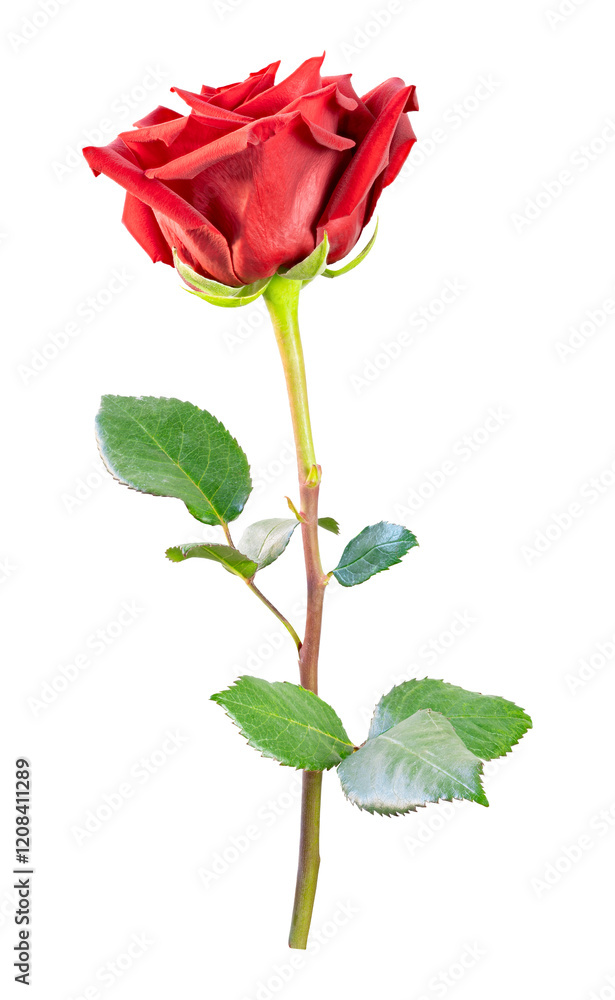 beautiful red rose flower isolated for valentine's day or celebrating love anniversaries and floral arrangements beautiful red rose flower isolated for valentine's day or celebrating love anniversaries and floral arrangements