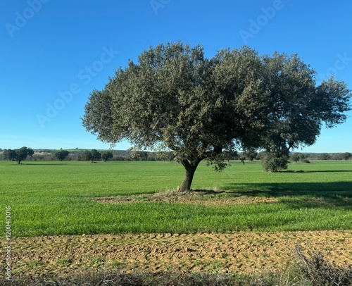 Olive tree planted in the middle of a green fierld in Portugal photo