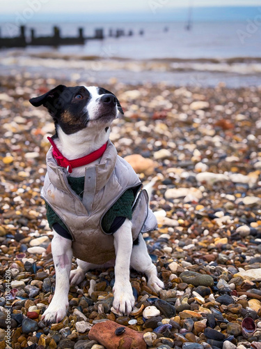jack russell terrier running on the beach