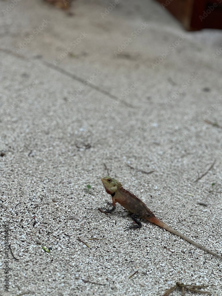small lizard on sand shot from the side small lizard on sand shot from the side