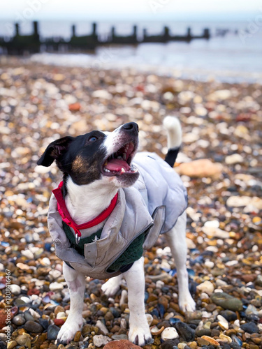jack russell terrier barking on the beach