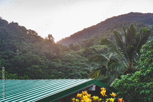 Puerto Rico Rainforest