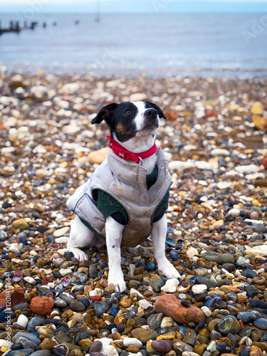 jack russell terrier on the beach