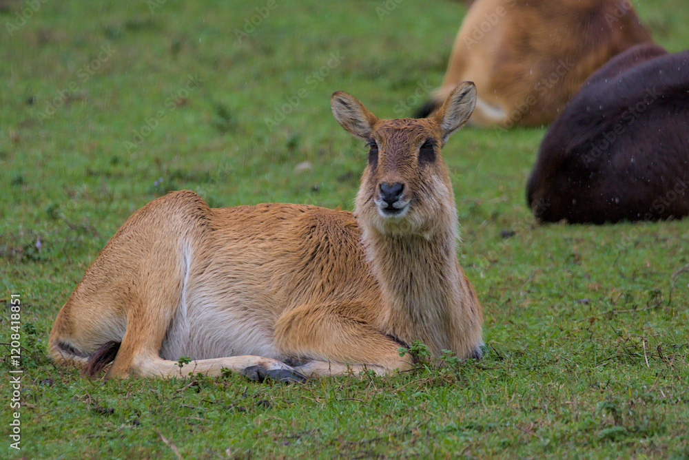 A young antelope Lechwe rests on the grass as raindrops fall. Its fur appears wet, glistening under the soft, diffused light. Other antelopes lay nearby, blending into the green and brown landscape. A young antelope Lechwe rests on the grass as raindrops fall. Its fur appears wet, glistening under the soft, diffused light. Other antelopes lay nearby, blending into the green and brown landscape.