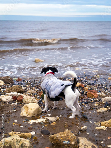 Jack Russell Terrier watching the waves on the beach