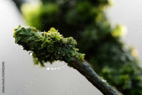 Moss Close-up photo