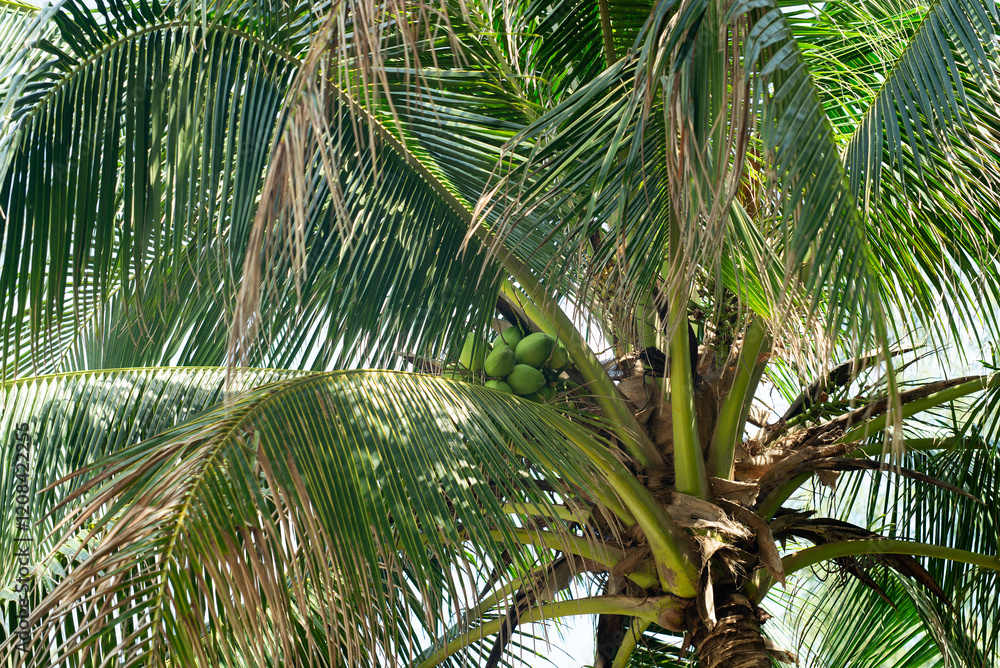 Fototapeta premium Coconut tree with green leafs. Palm