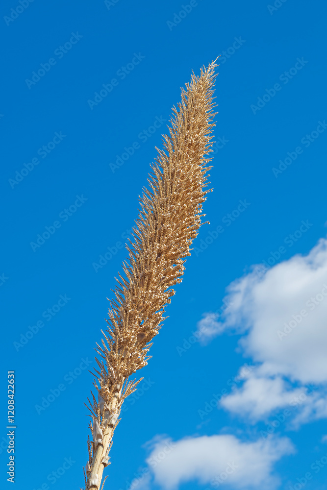 Yucca Stalk Against a Blue Sky