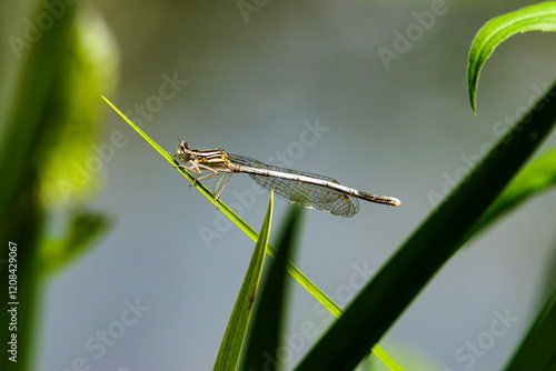 Federlibellenweibchen photo