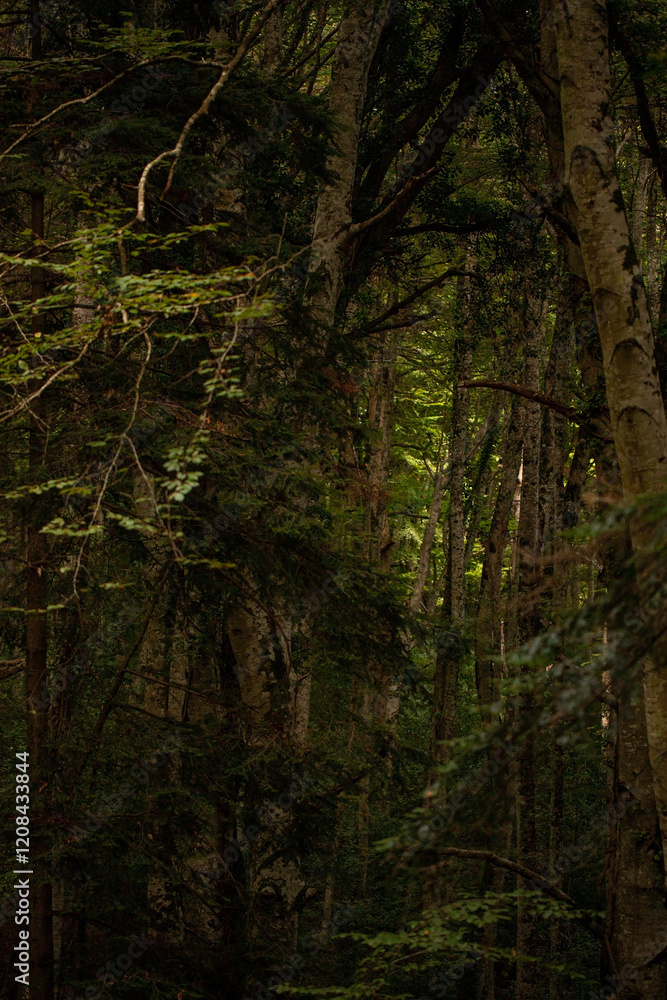 Fototapeta premium Gargano is a National Park in the Apulia region of Italy. Gargano is partially covered by the ancient forest Foresta Umbra, the only remaining oak and beech forest in Italy.
