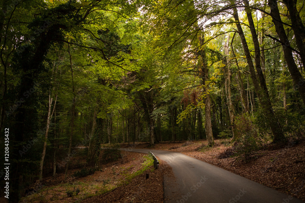 Obraz premium A scenic road through the dark and mysterious Umbra Forest, filled with ancient oak and beech trees. Gargano National Park, Apulia region, Italy.
