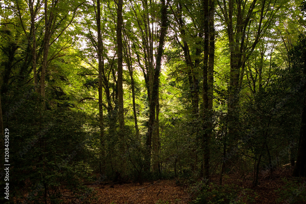 Fototapeta premium Gargano is a National Park in the Apulia region of Italy. Gargano is partially covered by the ancient forest Foresta Umbra, the only remaining oak and beech forest in Italy.