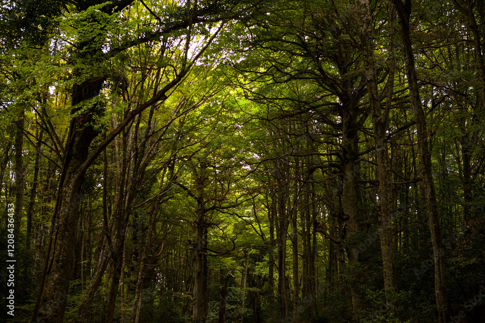 Obraz premium Gargano is a National Park in the Apulia region of Italy. Gargano is partially covered by the ancient forest Foresta Umbra, the only remaining oak and beech forest in Italy.
