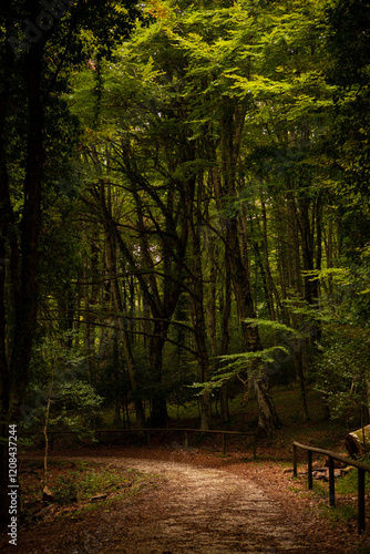 A scenic hiking trail through the dark and mysterious Umbra Forest, filled with ancient oak and beech trees. Gargano National Park, Apulia region, Italy.