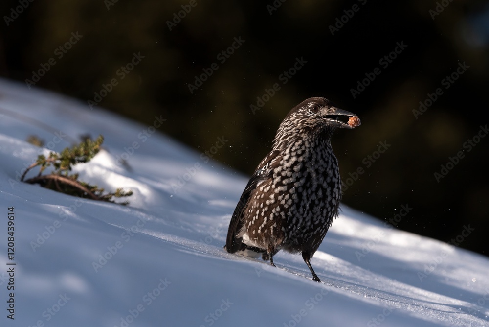 Spotted Nutcracker eating