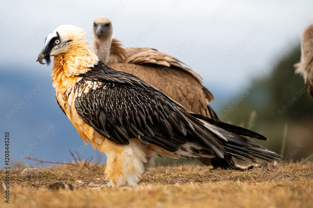 Fototapeta premium Bearded Vulture (Gypaetus barbatus) photographed in Spain