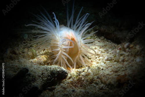 File clam (Limaria sp.)
This intriguing animals with fleshy tentacles are sometimes seen near living reefs, under corals and stones. Photo was taken in the island Romblon, Philippines photo