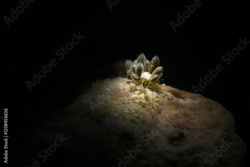 Ercolania sp. - small sacoglossan sea slug, shell-less marine opisthobranch gastropod mollusk. Photo was taken in the island Romblon, Philippines photo