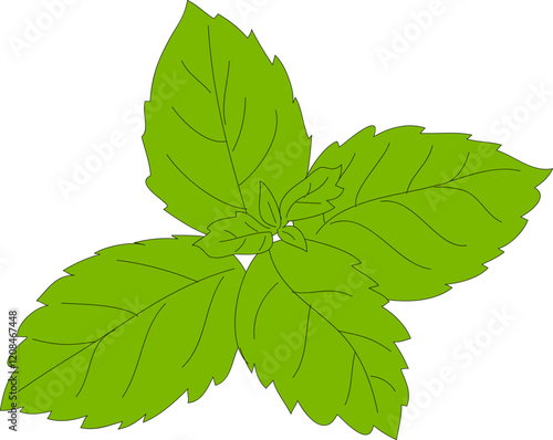 Hand drawn sprig of green mint isolated on white background