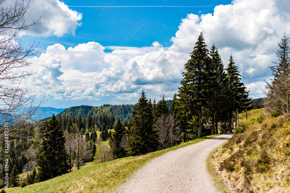 Fototapeta premium Wandern auf dem Feldberg