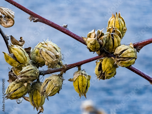 Fotografía Dry peons tree seed pods.