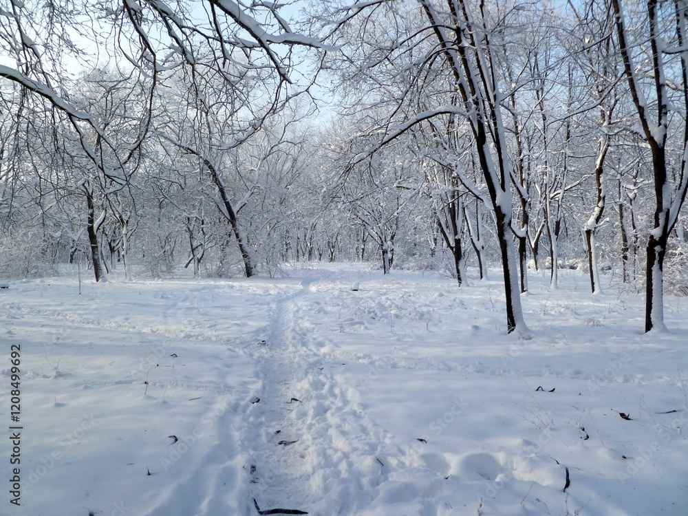 Fototapeta premium A snowy forest with a path through it