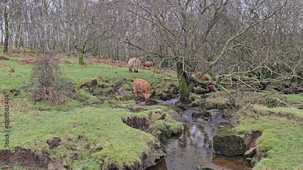 Highland Cows Grazing Freely in the Scenic Peak District Pastures, Perfect for themes of rural life, agriculture, nature, and sustainable farming. Charm of life in the countryside. Highland Cows Grazing Freely in the Scenic Peak District Pastures, Perfect for themes of rural life, agriculture, nature, and sustainable farming. Charm of life in the countryside.