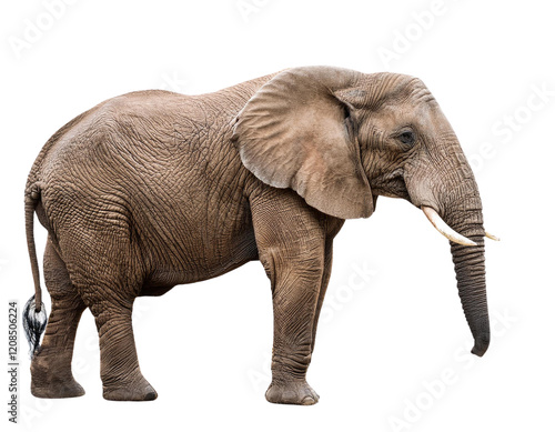 Big african elephant isolated on white background photo