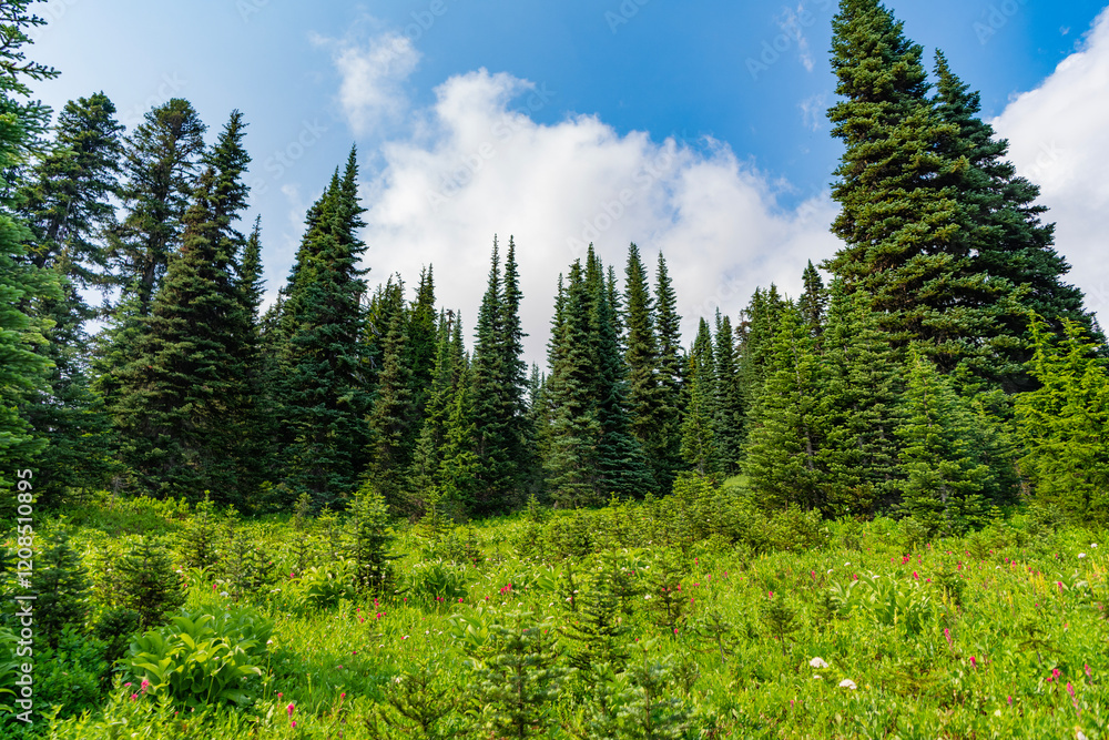 Nature of mixed forest. Landscape of meadow at park. Summer park zone nature. Scenic landscape of woodland. Public park with sunny sky. Nature of forest. Green forest wood landscape in summer Nature of mixed forest. Landscape of meadow at park. Summer park zone nature. Scenic landscape of woodland. Public park with sunny sky. Nature of forest. Green forest wood landscape in summer